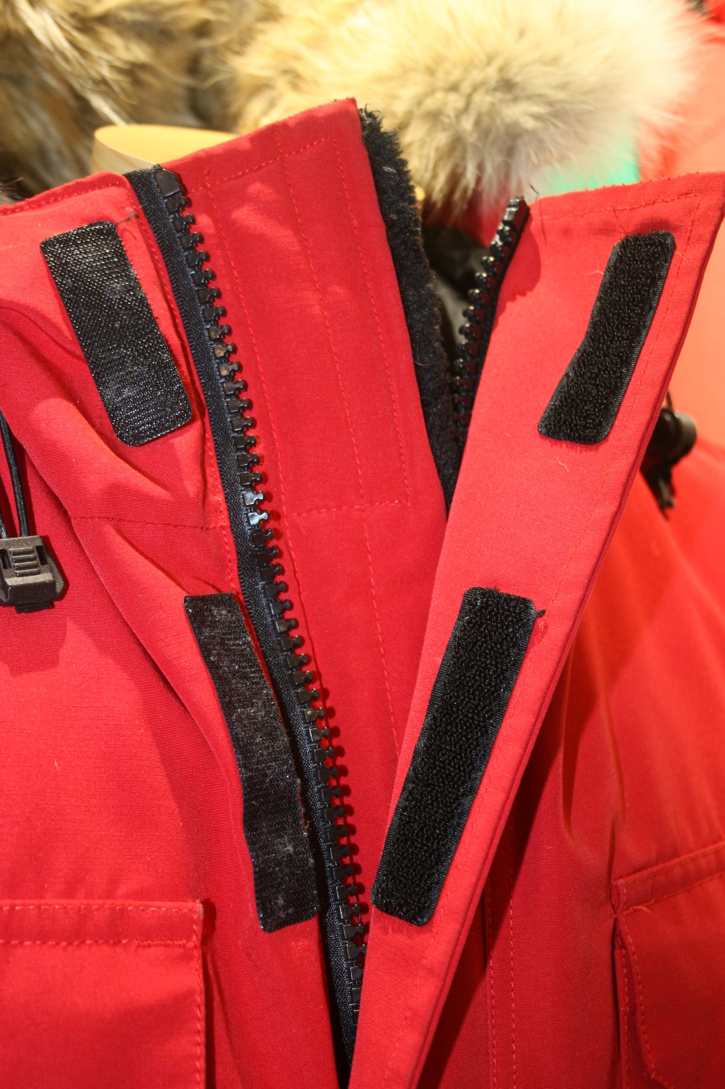 Canada goose expedition