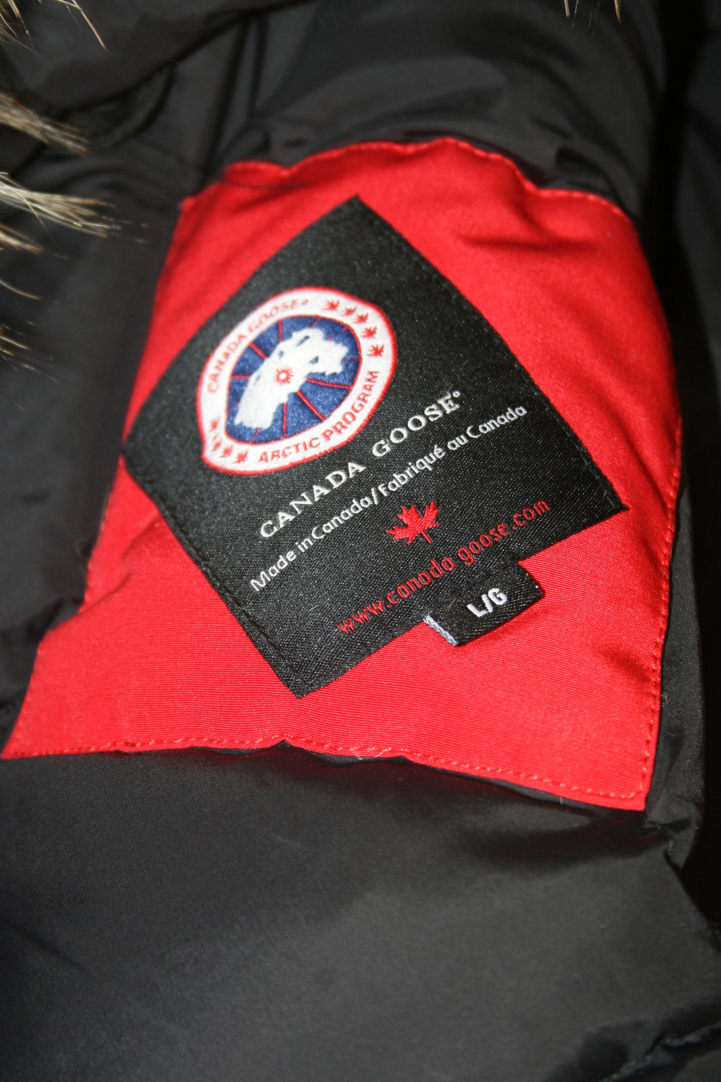 Canada goose expedition