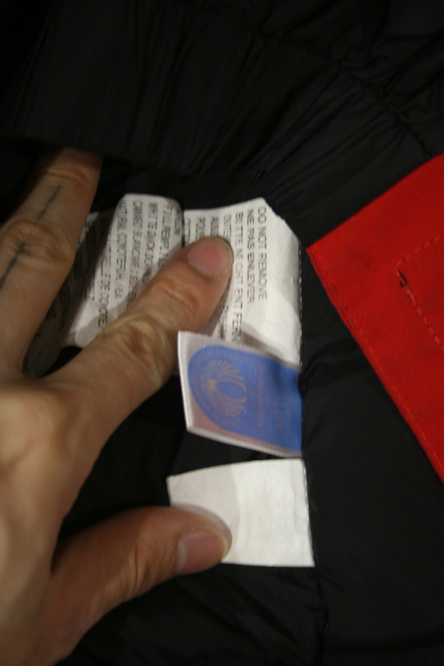 Canada goose expedition